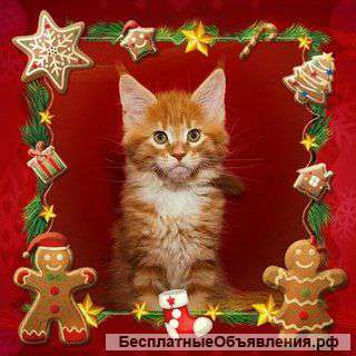 Котики мейн кунятки