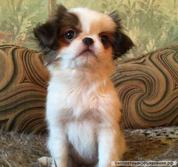 Девочка японского хина бело рыжего окраса (соболь)