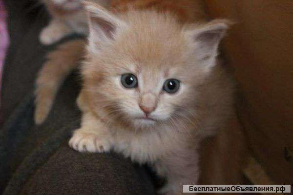 Красавицы рыси почти даром