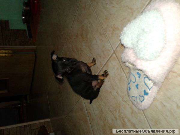 Той терьеры