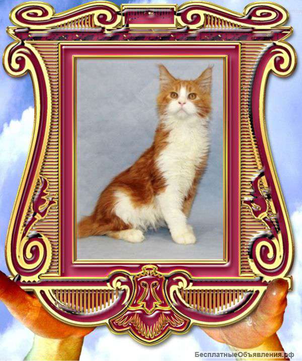 Котик Мейн Кун - ну просто как картинка