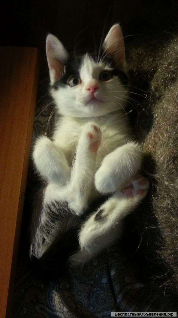Отдам красивого котёнка