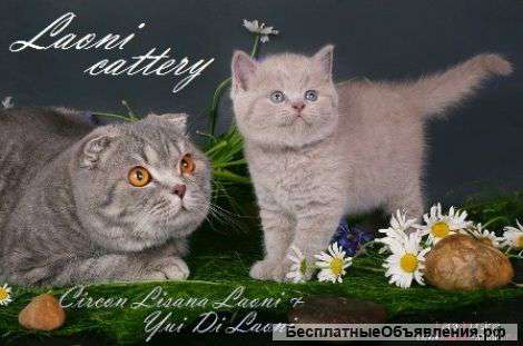 Шотландские вислоухие и страйт котята