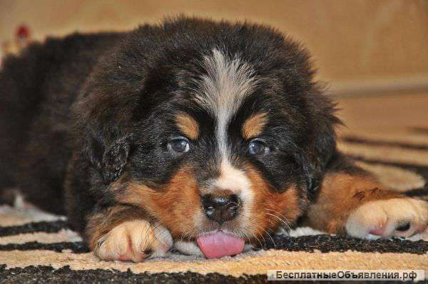 Бернский зенненхунд