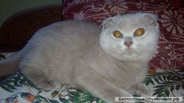 Щотландские котята