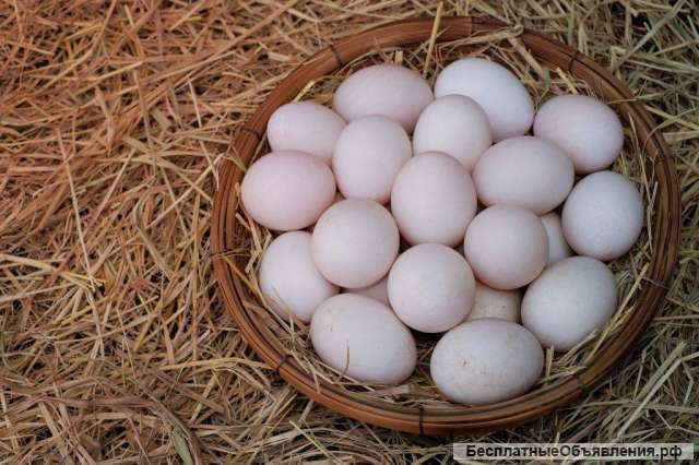 Яйцо куриное и мясо птицы