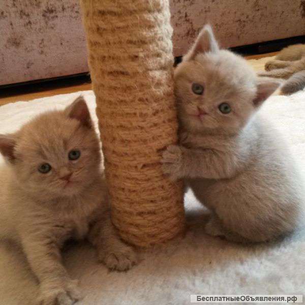 Британские котята