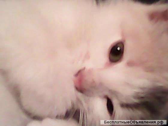 Отдам в хорошие руки