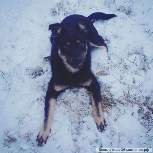 Собака подросток в дар в хорошие руки