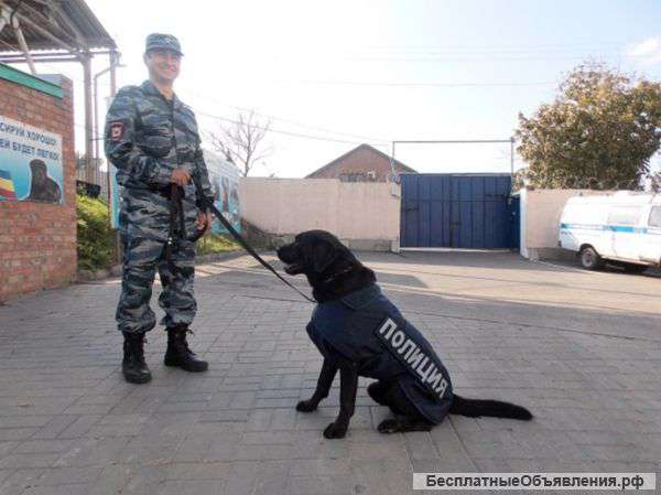 Дрессировка по курсу Собака-телохранитель