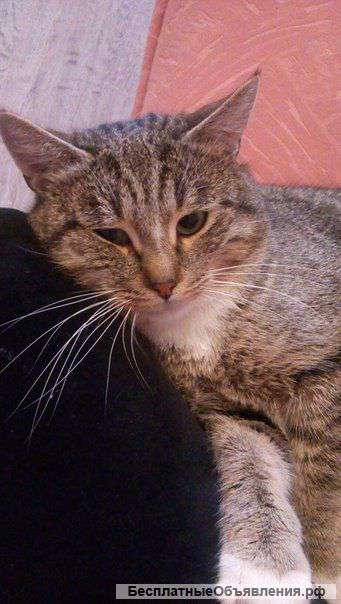 Ласковый котик ищет дом