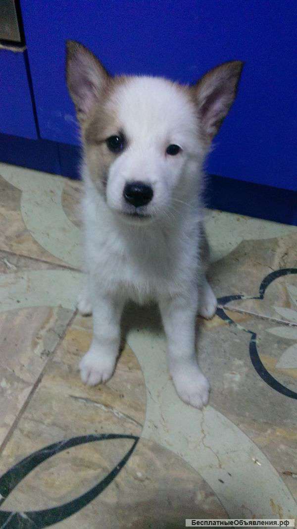 Щенки Западно-сибирской лайки