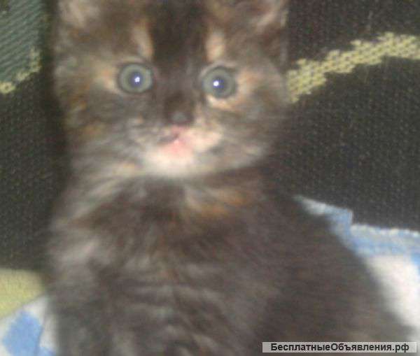 Я лесной котёнок