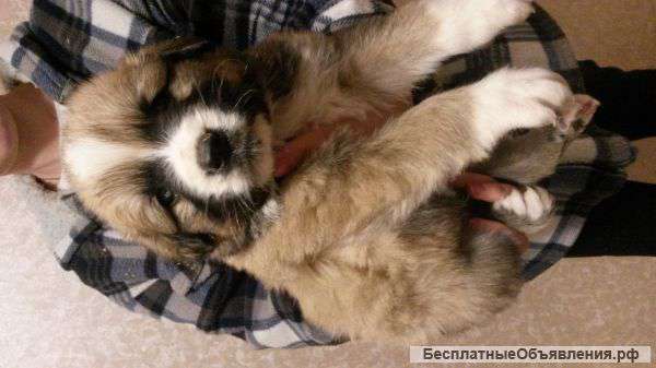 Щенков Алабая