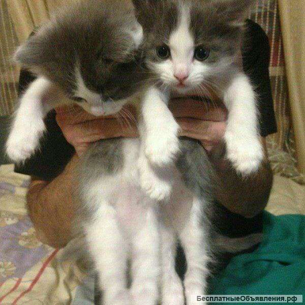 Отдам котят