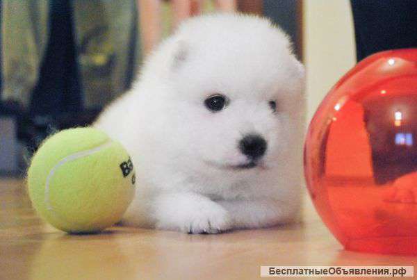 Японские шпицы