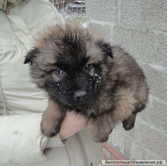 Щенок в дар