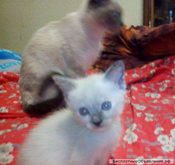 Отдам в добрые руки сиамского котенка