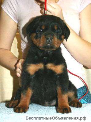 Щенки Ротвейлера