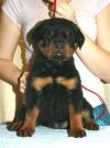 Щенки Ротвейлера