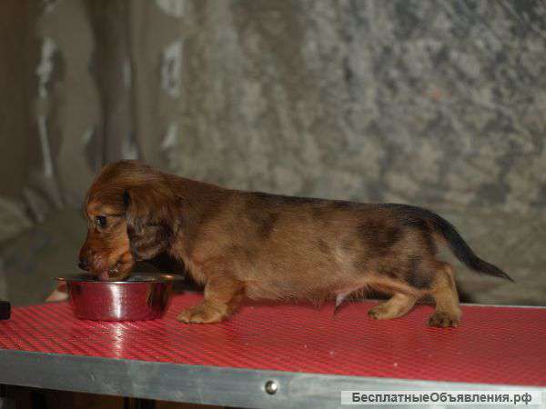 Щенки таксы миниатюрной длинношерстной