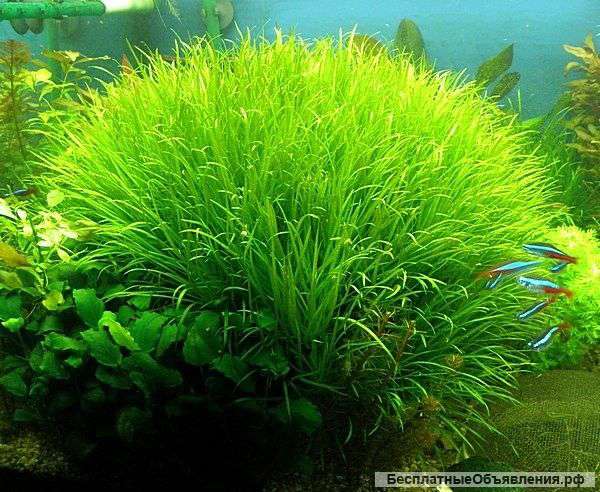 Красивое растения