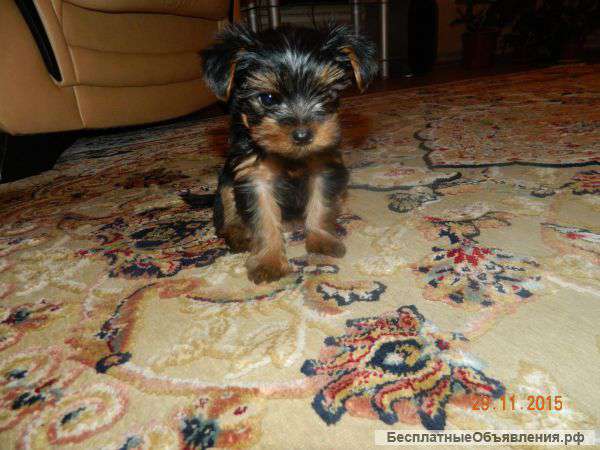 Элитный мальчик Йорк терьер