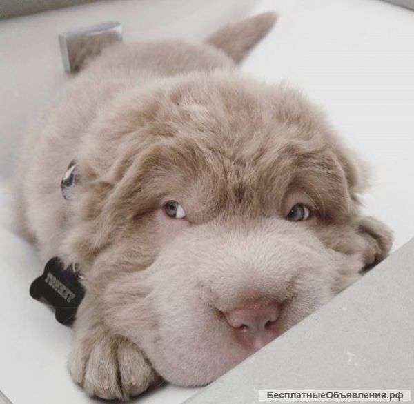 Щенков шарпея