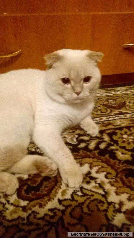 Отдам шотландского кота в добрые руки