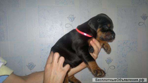 Щенки добермана