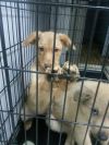 Отдам в добрые руки щенков