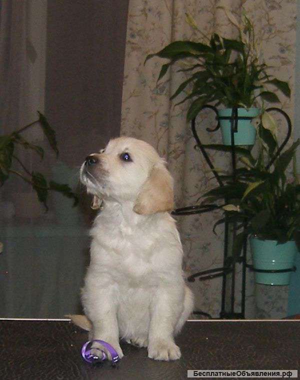 Щенки Золотистый ретривер