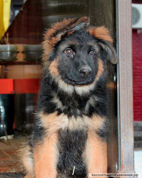 Крупный длинношёрстный щенок немецкой овчарки