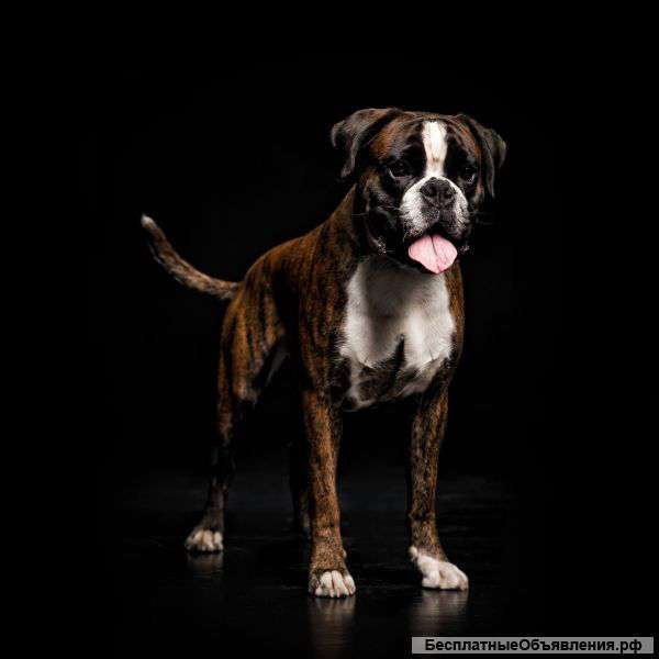 Щенки боксера