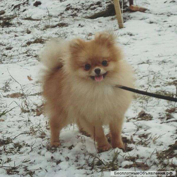 Шикарная девочка померанского шпица. продается