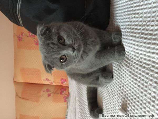 Шотландец вислоухий