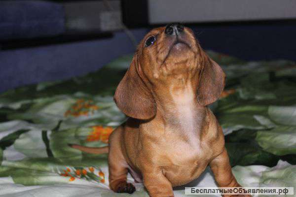 Клубные щенки гладкошерстной таксы