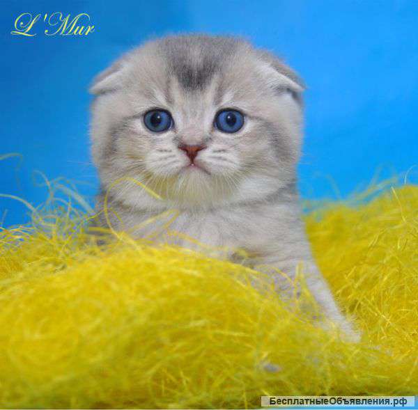 Вислоухий кот для особых ценитетей