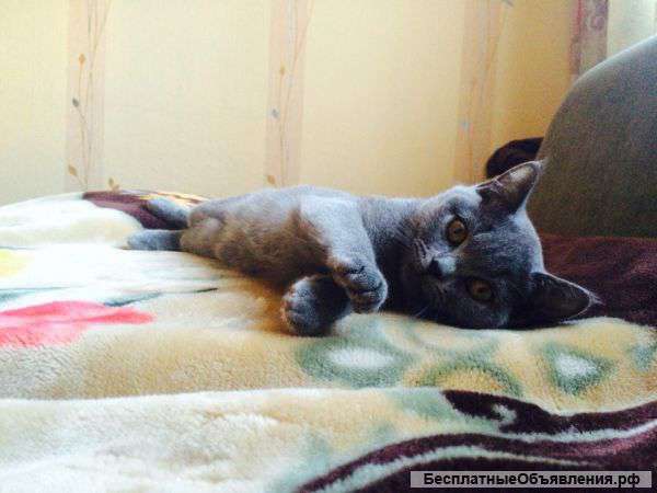 Отдам британскую кошку