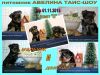 К резервированию йоркширкские терьеры д/р 01.11.2015
