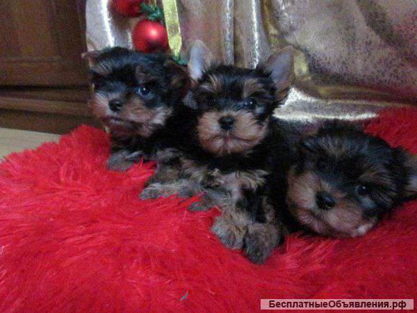 Щенки йоркширского терьера с документами