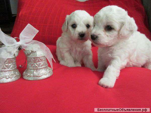 Щенки бишон-фризе