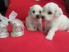 Щенки бишон-фризе