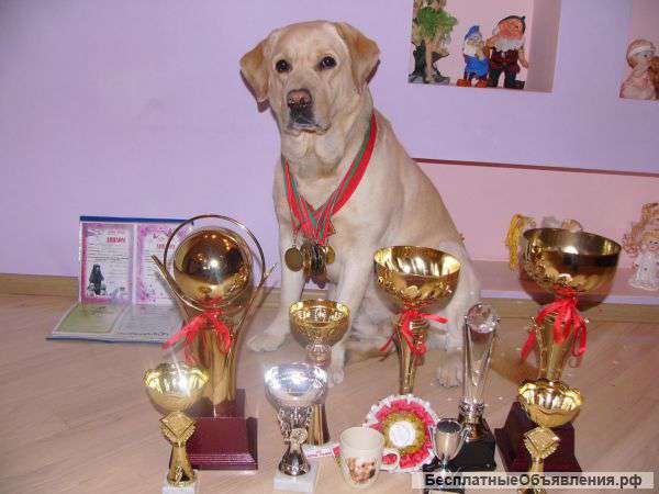 Щенки от ГрандЧемпиона