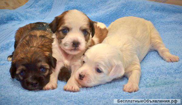Китайская хохлатая пуховая. Щенки