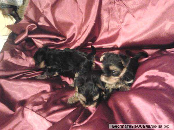 Щенки йоркширского терьера от чемпиона