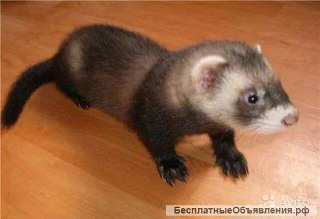 Отдам хорьков в хорошие руки