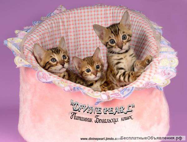 Котят бенгалов