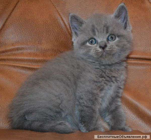 Шотландские котята