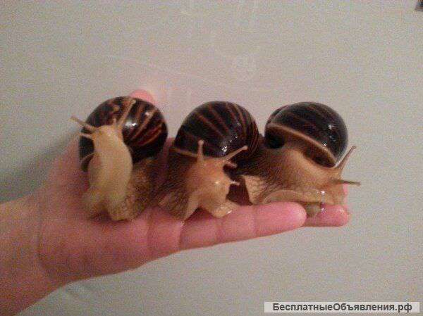 Улитки Ахатины